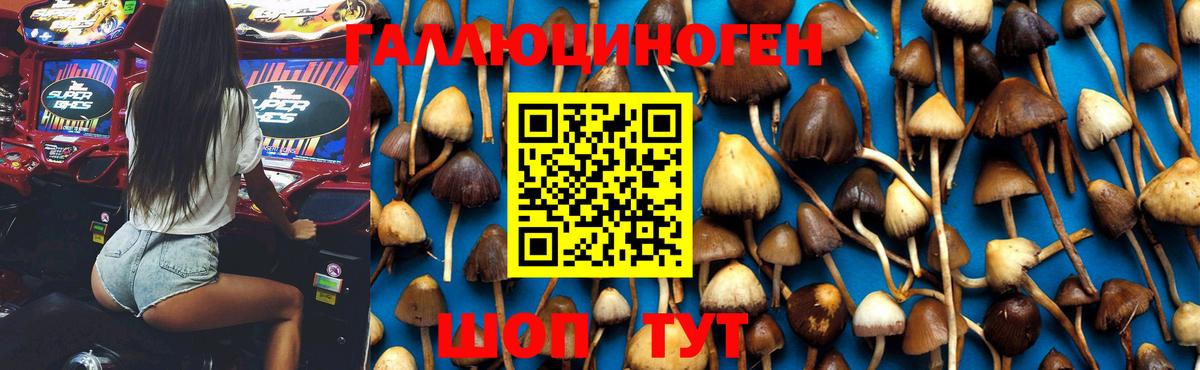 Краснознаменск  Псилоцибиновые грибы Magic Shrooms  Вход с VPN  Галлюциногенные грибы GOLDEN TEACHER 